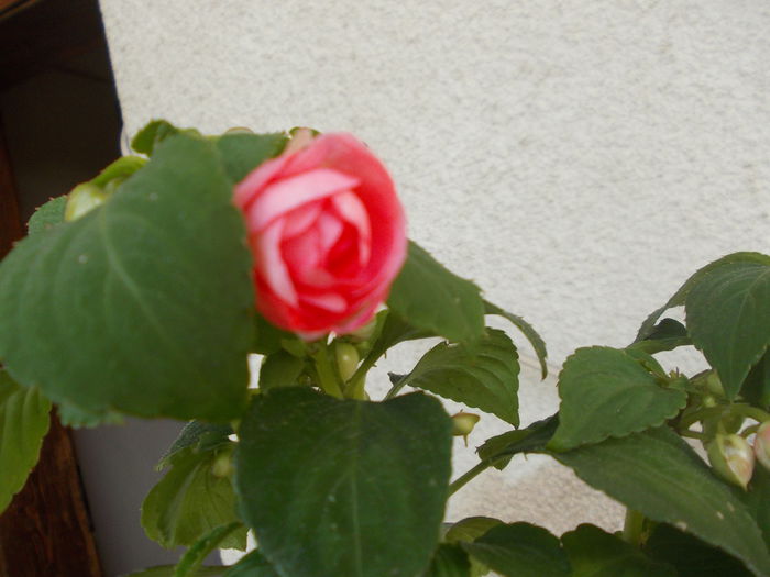 DSCN5349 - Impatiens 2015