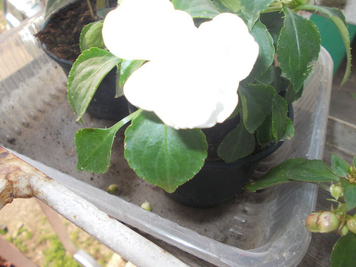 DSCN5351 - Impatiens 2015