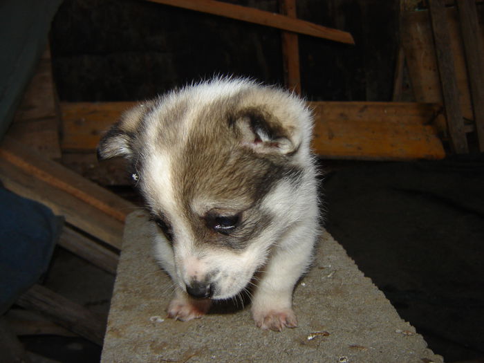 DSC00824 - tot Scrofita Alba