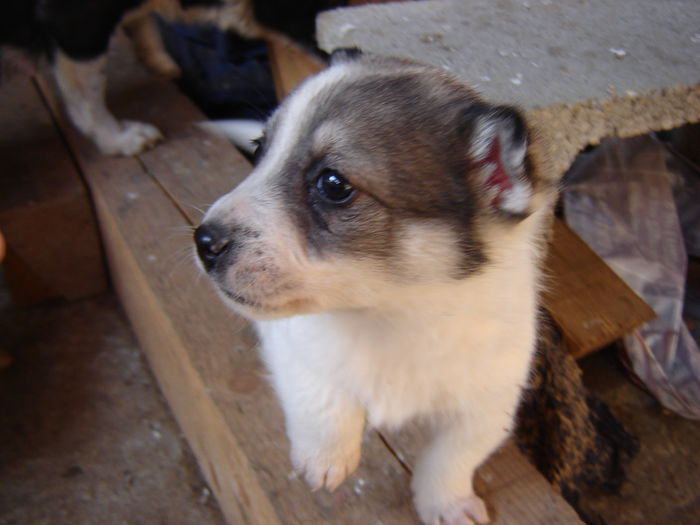 DSC00846 - tot Scrofita Alba