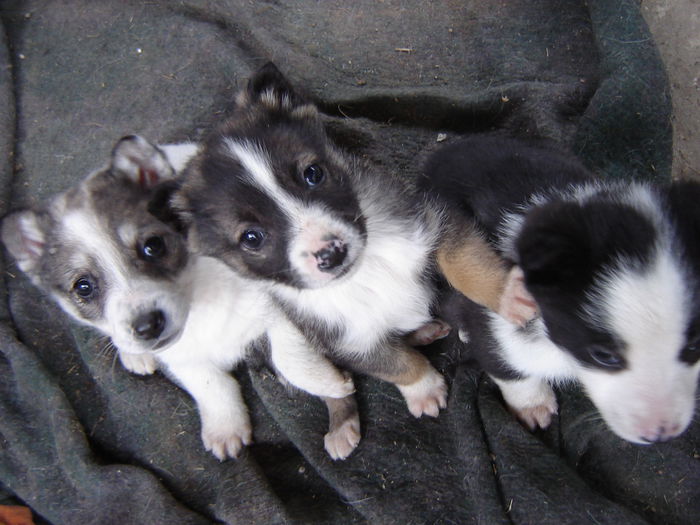 DSC00904 - tot Scrofita Alba