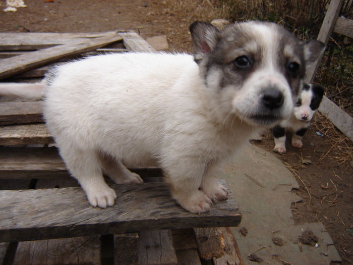 DSC00918 - tot Scrofita Alba