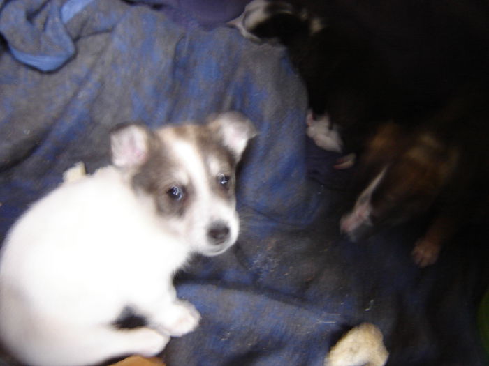 DSC00947 - tot Scrofita Alba