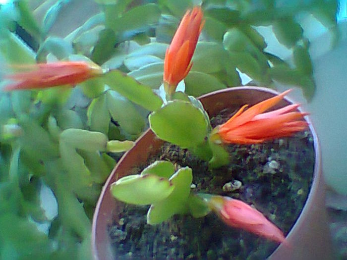 Fotogr.2004