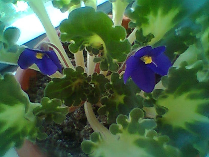 Dolly Dimples - Violete 2015