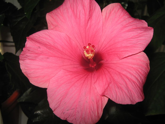 Picture My plants 2857