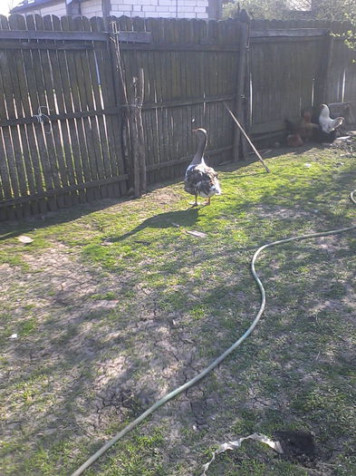 IMG_20150413_171631; Gascanul in asteptarea bobocilor...
