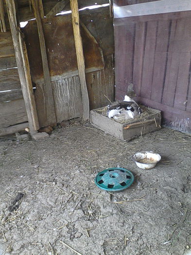 IMG_20150413_171721; Puiandra fitoasa ... nu vrea sa cloceasca langa mama ei.
