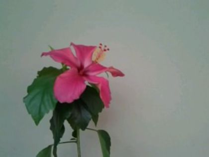 Fotografie3924 - Hibiscusi 1