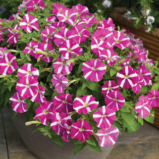 2011_PicobellaRoseStar