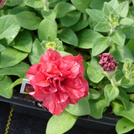 Petunia Double Red Madness