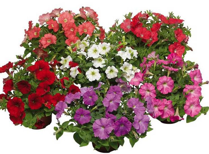 petunia_picobella_cascade_mix - Flowers