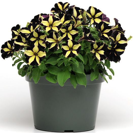 petunia-phantom-5-large-plug-plants-[2]-20788-p - Flowers