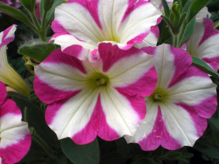 Petunia-SunPassion-Raspberry-Ripple-Web3