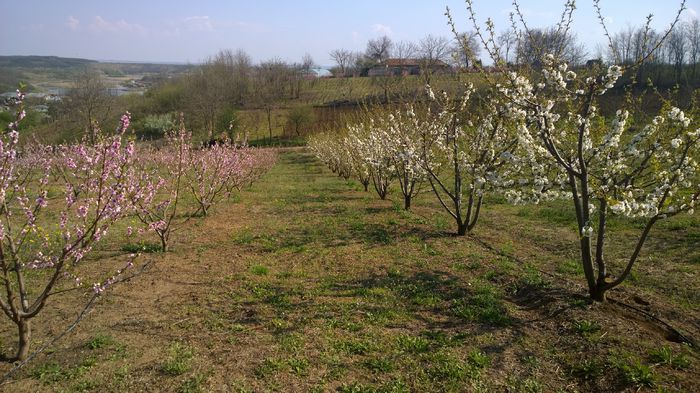 WP_20150413_15_58_48_Raw