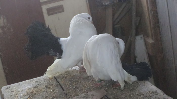 DSC07433 - Voltati albi coada neagra2016 Arhiva