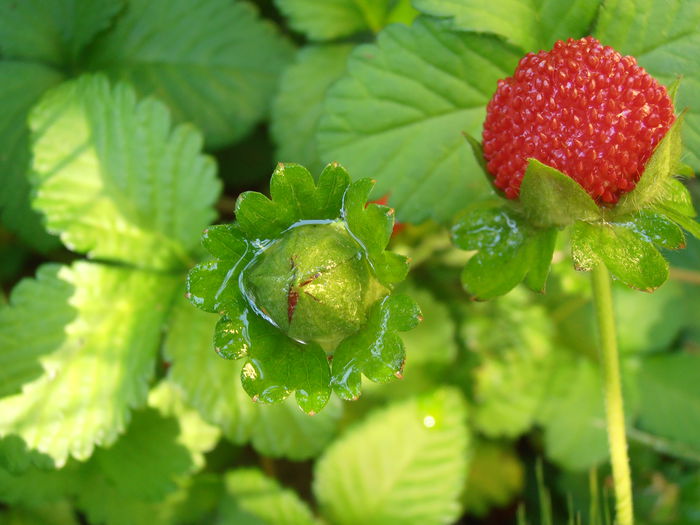 P5291082 (2) - STROPI SI PICATURI