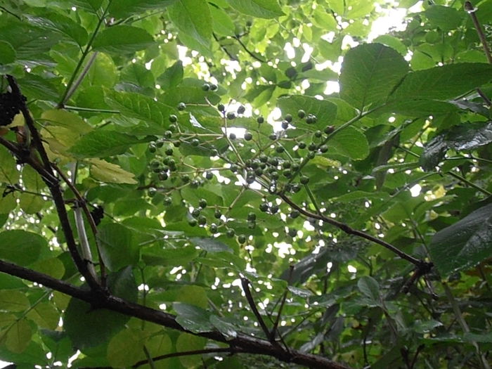 P6251019 (2) - STROPI SI PICATURI