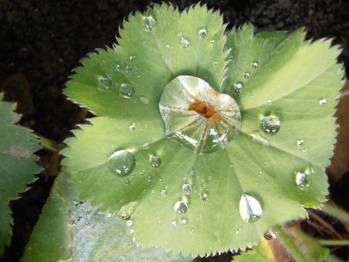 P6261387 - STROPI SI PICATURI