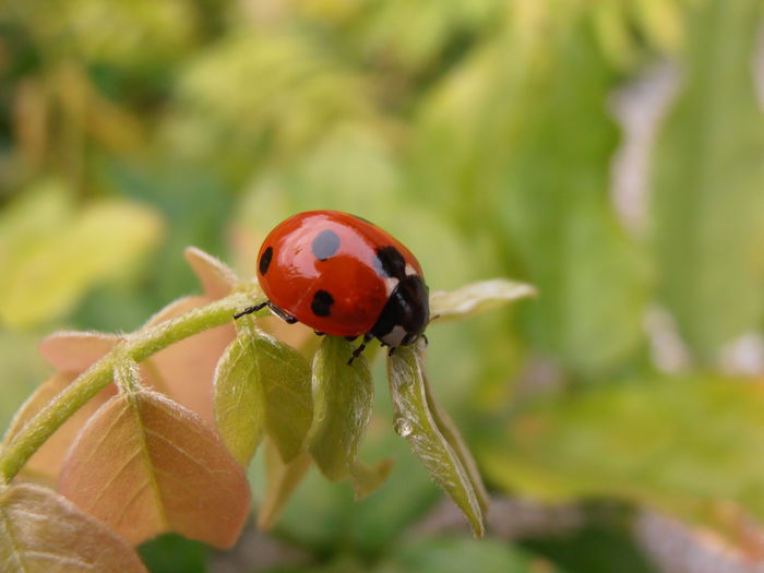 PA150723 - STROPI SI PICATURI