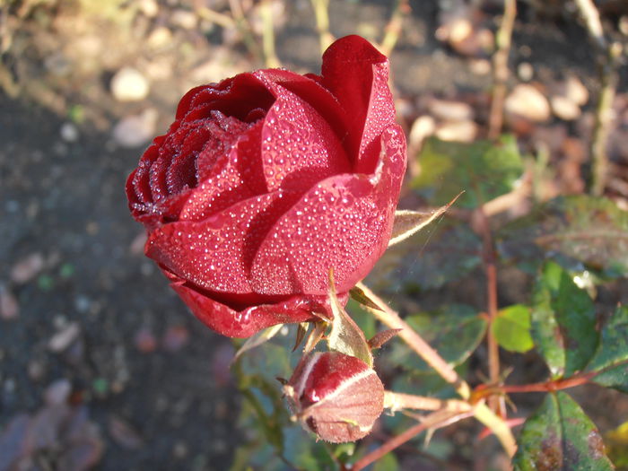 PB110058 - STROPI SI PICATURI