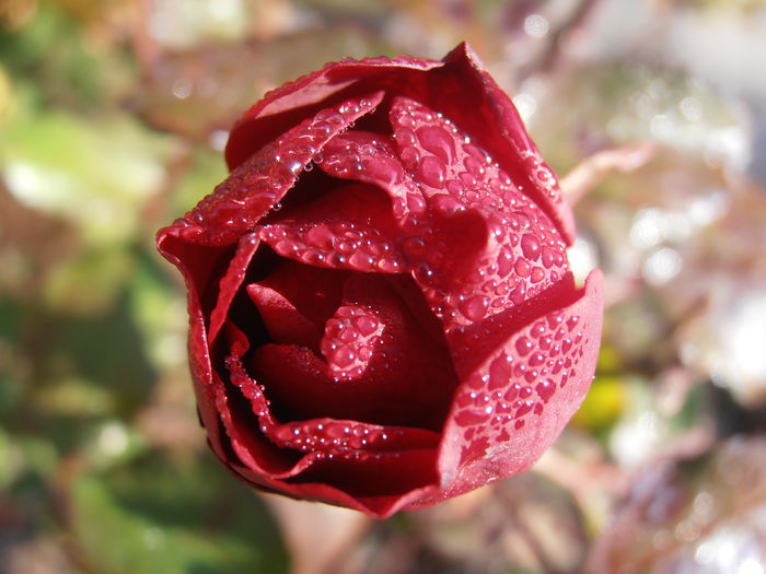 PB110081 - STROPI SI PICATURI