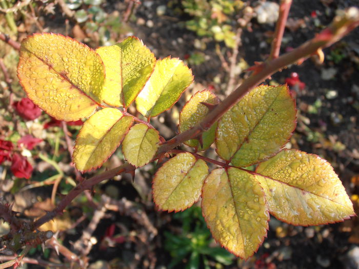 PB110083 - STROPI SI PICATURI