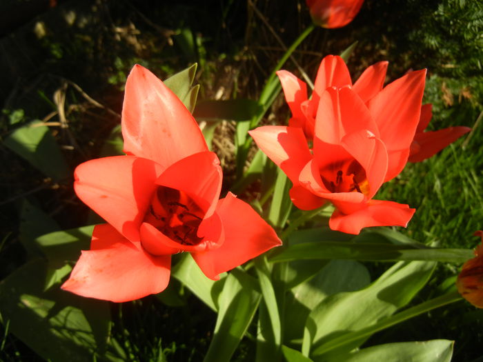 Tulipa Toronto (2015, April 11)