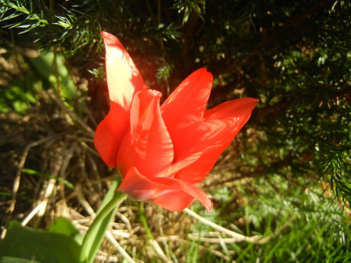 Tulipa Toronto (2015, April 11)