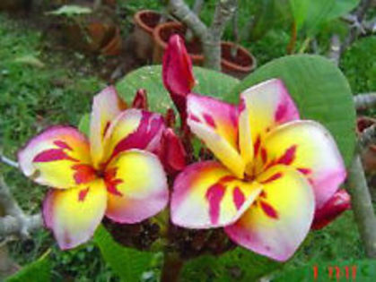 pl. threeking - seminte plumeria 2022