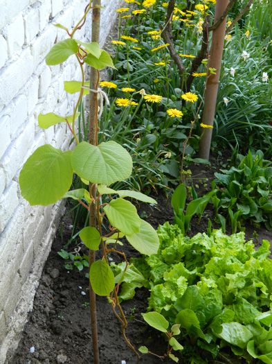 DSCN4467 Jenny - 2015_KIWI