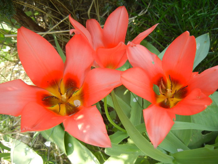 Tulipa Toronto (2015, April 13) - Tulipa Toronto