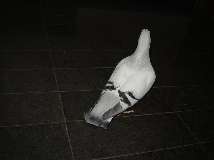 DSC02978 - OO Gogol Memorial OO