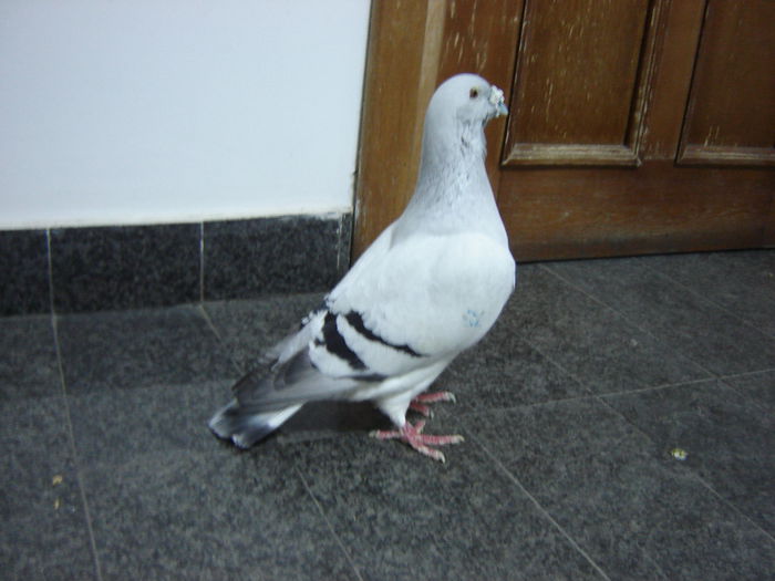 DSC02985 - OO Gogol Memorial OO