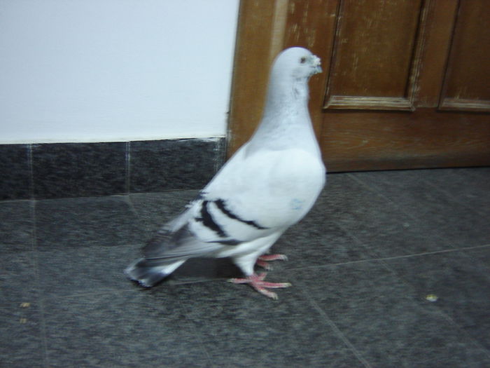 DSC02986 - OO Gogol Memorial OO