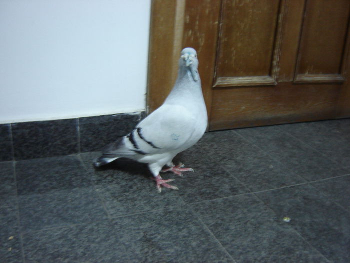 DSC02987 - OO Gogol Memorial OO