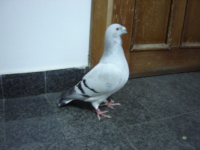 DSC02989 - OO Gogol Memorial OO