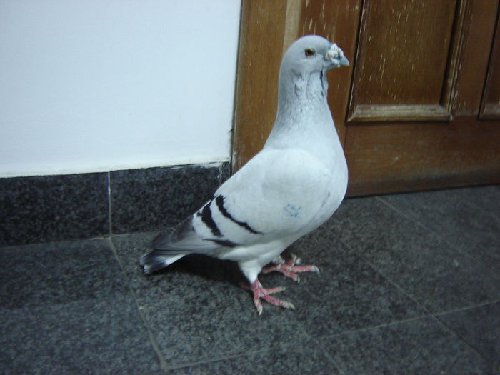 DSC02990 - OO Gogol Memorial OO