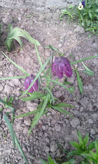 IMG_20150417_151428[1] - fritillaria meleagris