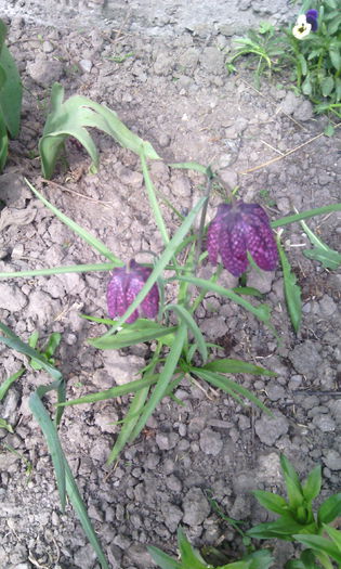 IMG_20150417_151431[1] - fritillaria meleagris