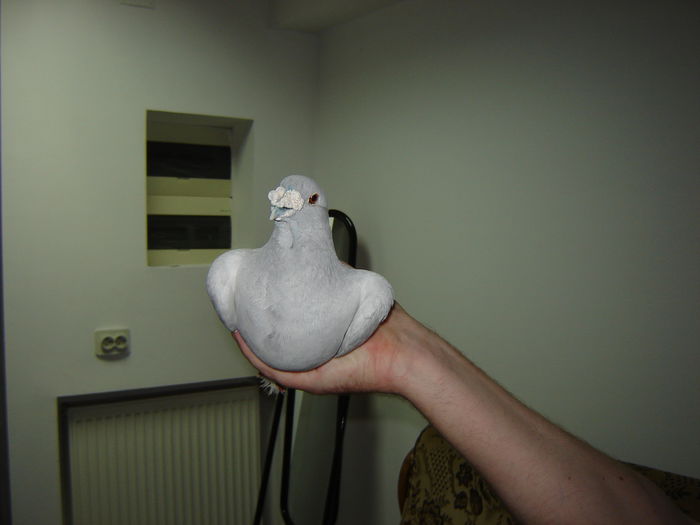 DSC02882 - OO Gogol Memorial OO