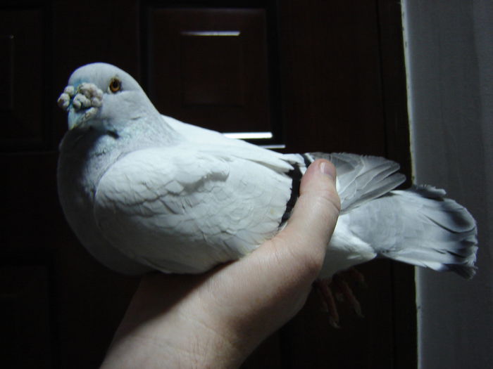 DSC02997 - OO Gogol Memorial OO