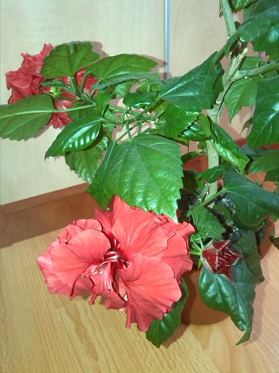 IMG_20150416_144817 - Hibiscus 2015-2022