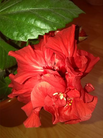 IMG_20150416_144910 - Hibiscus 2015-2022