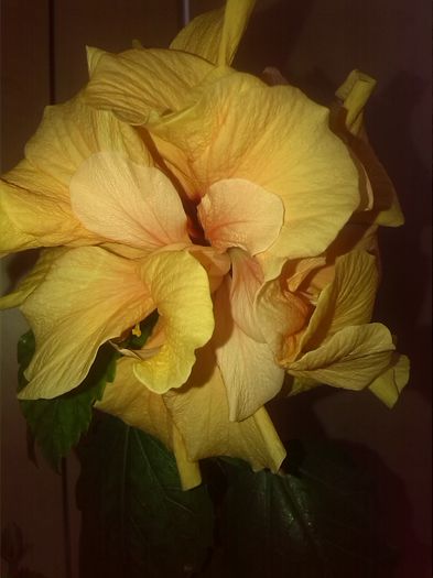 IMG_20150413_134314 - Hibiscus 2015-2022