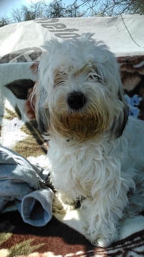 DSC_0991 - Fritz  Bella  Mimi