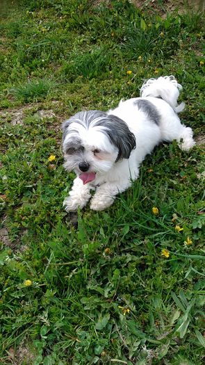 DSC_0954 - Fritz  Bella  Mimi