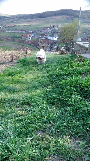 DSC_0962 - Fritz  Bella  Mimi