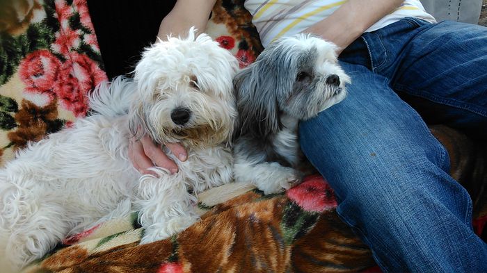 DSC_0972 - Fritz  Bella  Mimi