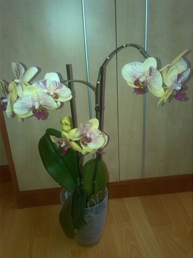 IMG_20150413_133715 - orhidee